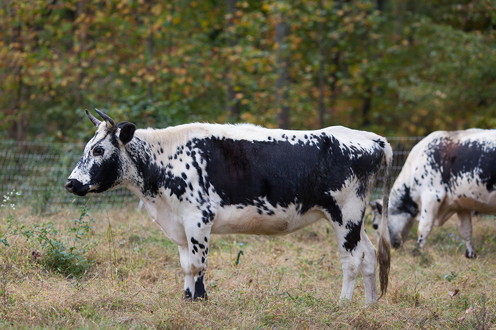 randall cattle | Grid Iron Hill Farm