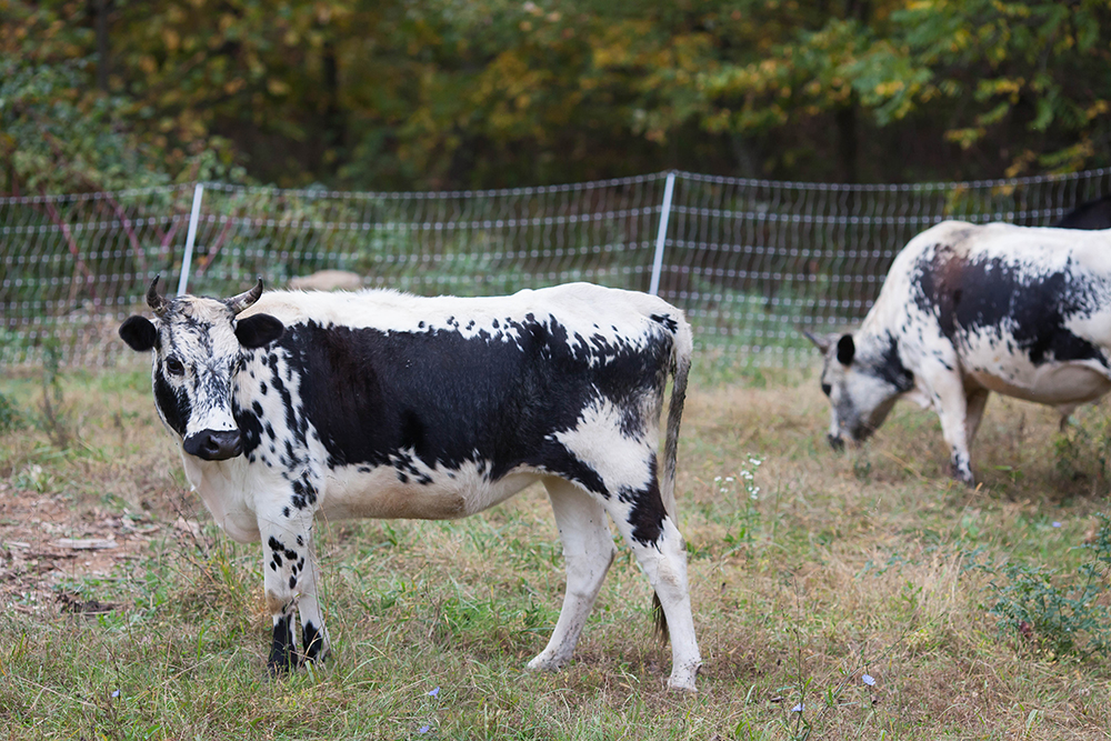 randall cattle | Grid Iron Hill Farm